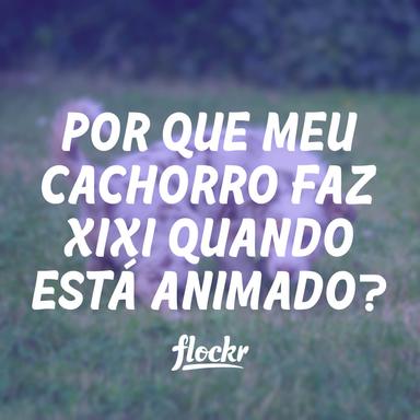 Por que Meu Cachorro Faz Xixi Quando Está Animado?