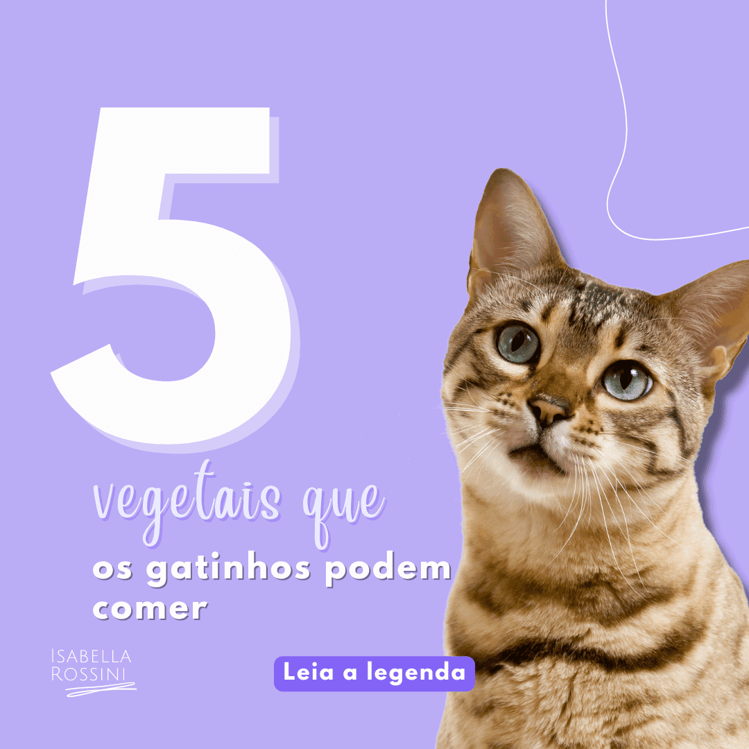 5 Vegetais que os gatinhos podem comer