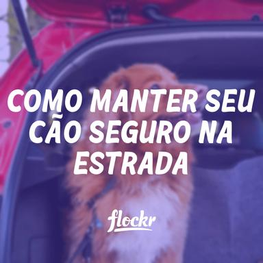 Como manter seu cão seguro no carro em viagens