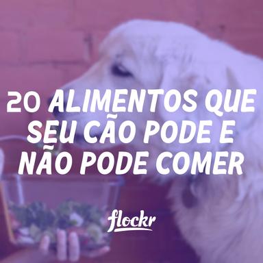 20 Alimentos que Seu Cão Pode e Não Pode Comer