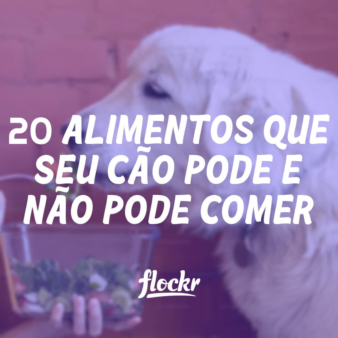 20 Alimentos que Seu Cão Pode e Não Pode Comer