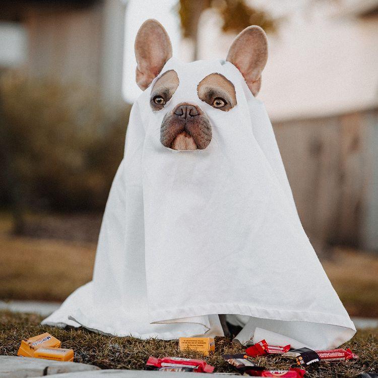 Ideias para fantasiar seu pet no halloween