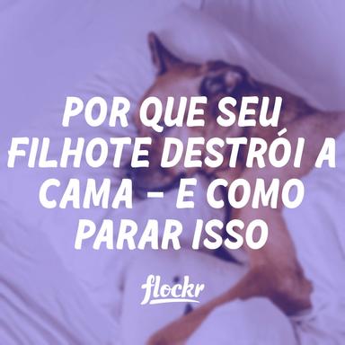 Por que seu filhote destrói a cama (e como parar isso)