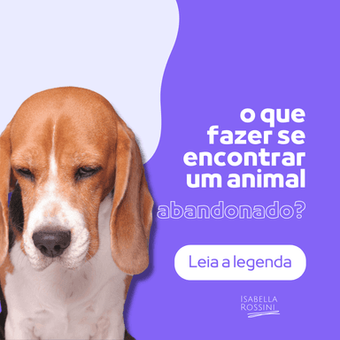 O que fazer quando encontrar um animal abandonado?