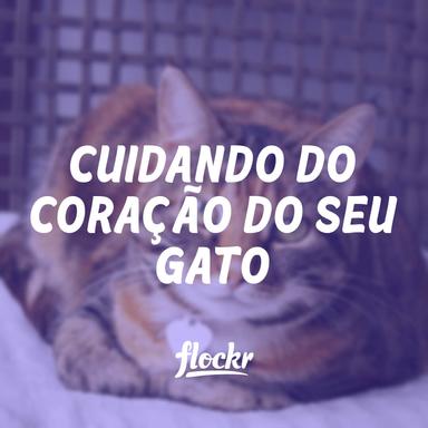 Cuidando do Coração do Seu Gato