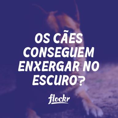 Os Cães Conseguem Enxergar no Escuro? Entendendo a Visão Noturna dos Cães
