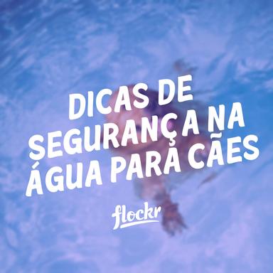 Dicas de Segurança na Água para Cães