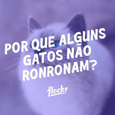 Por que Alguns Gatos Não Ronronam?