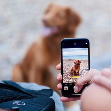 Dicas para tirar fotos perfeitas do seu pet