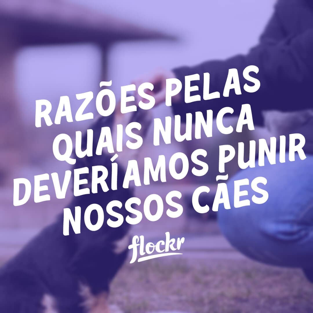 Razões Pelas Quais Nunca Deveríamos Punir Nossos Cães: Um Guia para uma Abordagem Positiva de Treinamento