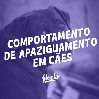 Comportamento de Apaziguamento em Cães: O que esses Sinais Significam?