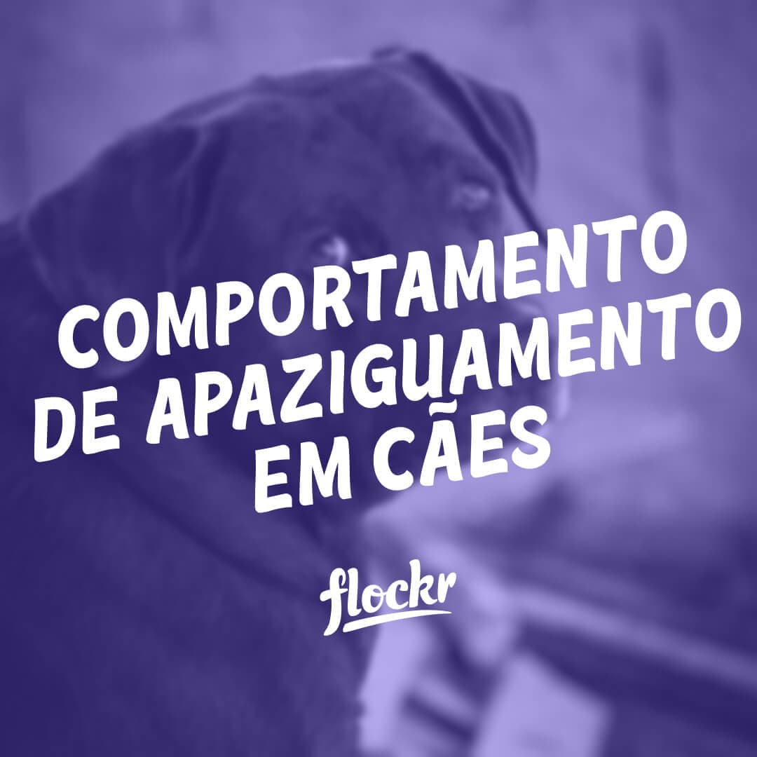 Comportamento de Apaziguamento em Cães: O que esses Sinais Significam?