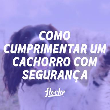 Como cumprimentar um cachorro com segurança