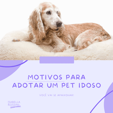 Motivos para adotar um pet idoso
