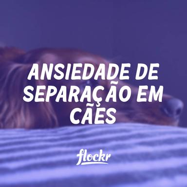 Ansiedade de Separação em Cães: Causas, Sintomas e Soluções