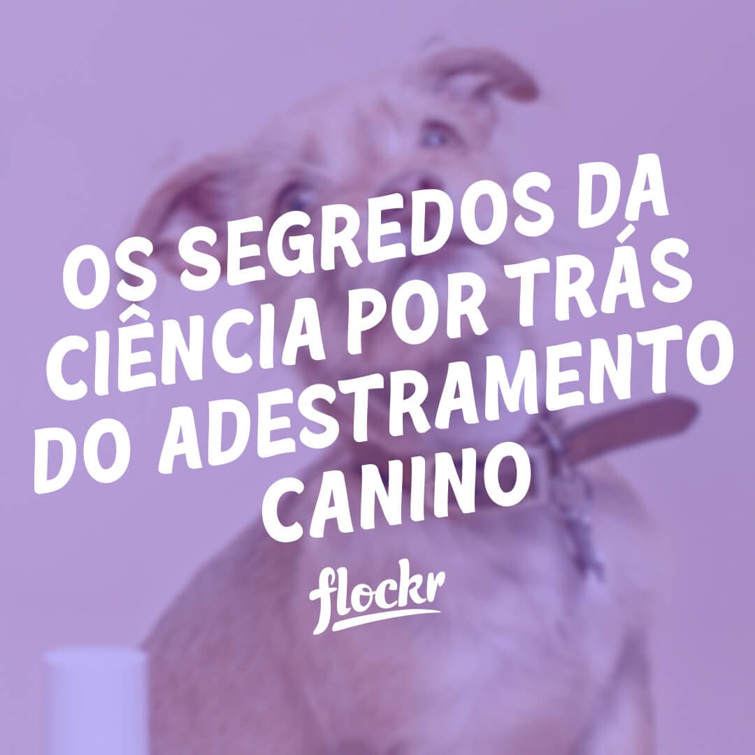 Os Segredos da Ciência por Trás do Adestramento Canino