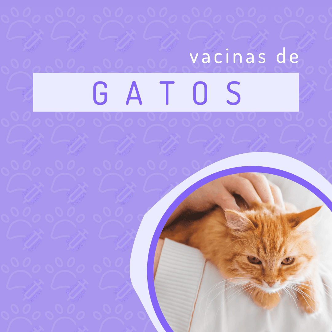 Quais são as principais vacinas de gato?