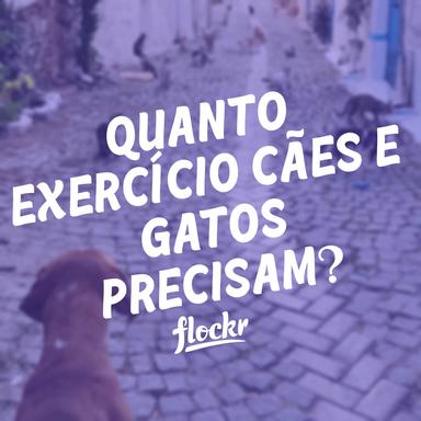 Quanto exercício cães e gatos precisam?