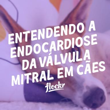 Entendendo a Endocardiose da Válvula Mitral em Cães: Diagnóstico, Tratamento e Cuidados