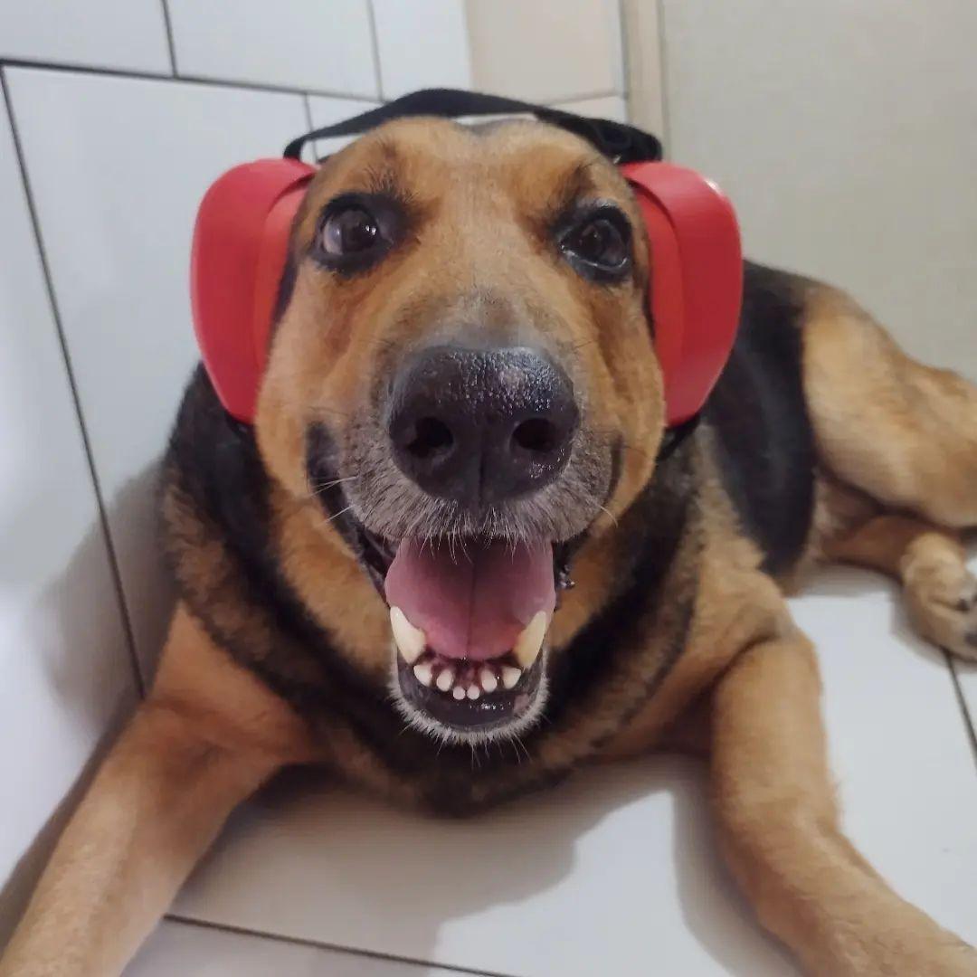 Conheça o fone de ouvido apropriado para seu pet, o DogPhones