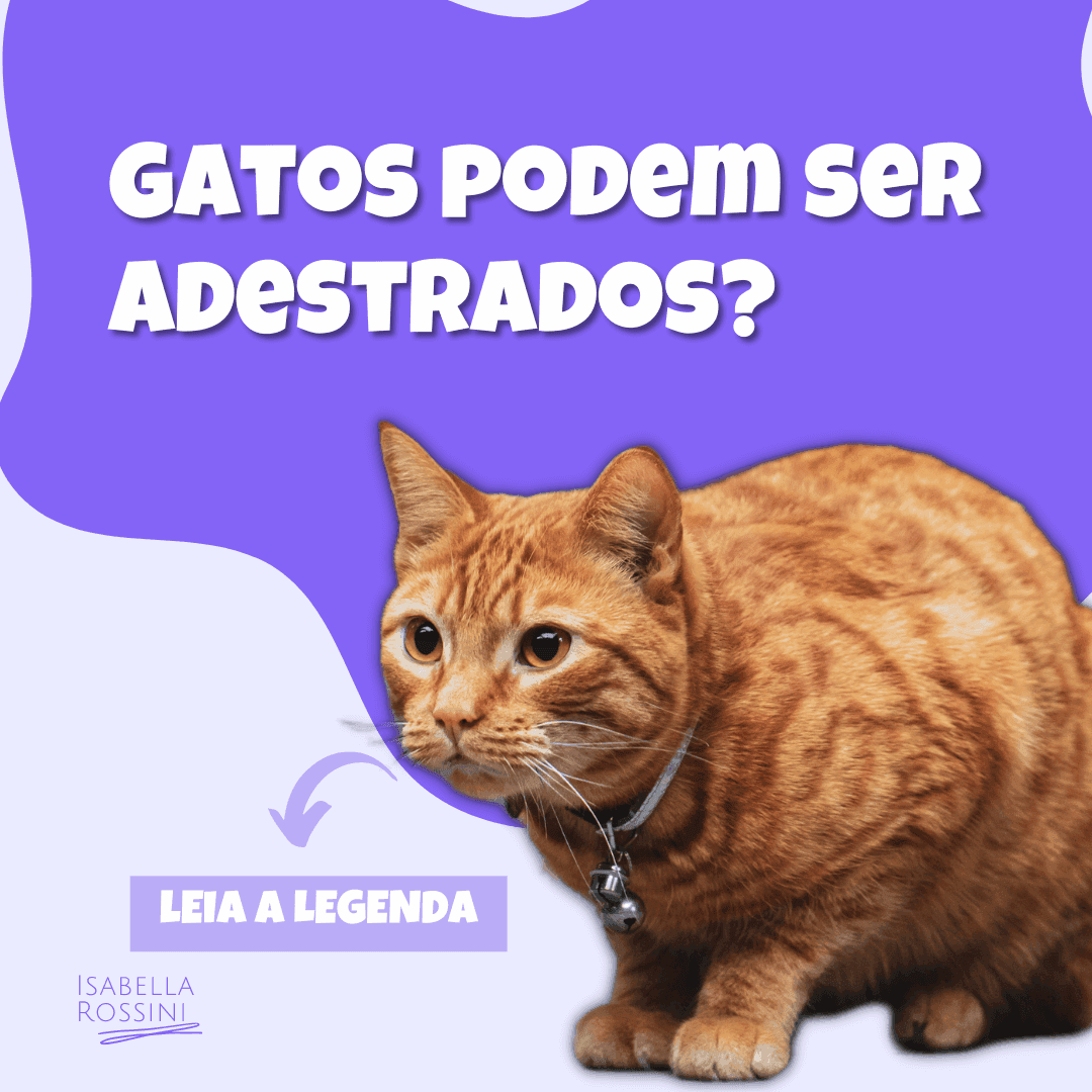 Gatos podem ser adestrados?