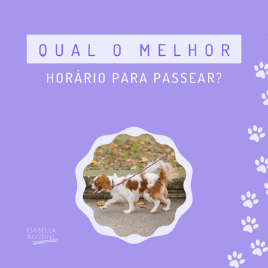 Qual o melhor horário para passear com o pet?