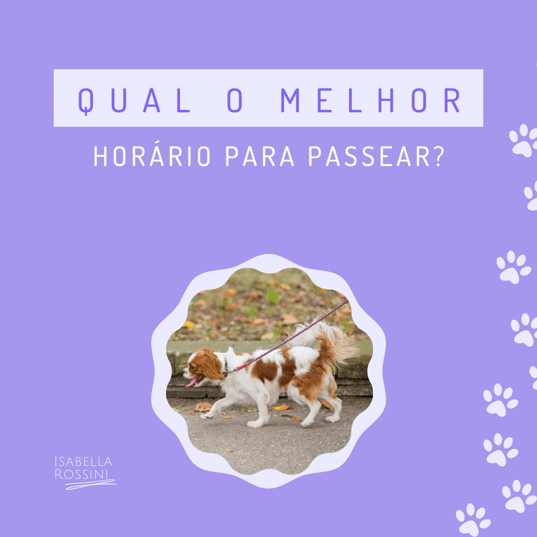 Qual o melhor horário para passear com o pet?