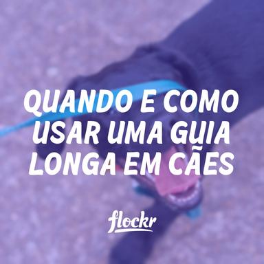 Quando e como usar guia longa em cães (e quando evitar)