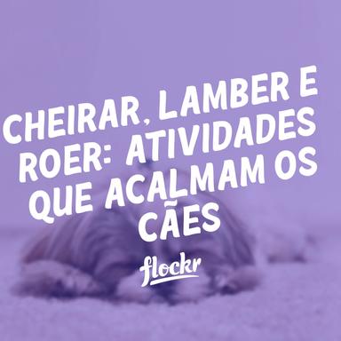 Cheirar, Lamber e Roer: Como Essas Atividades Acalmam os Cães
