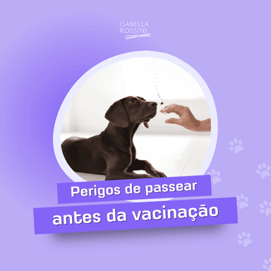Perigos em passear antes da vacinação