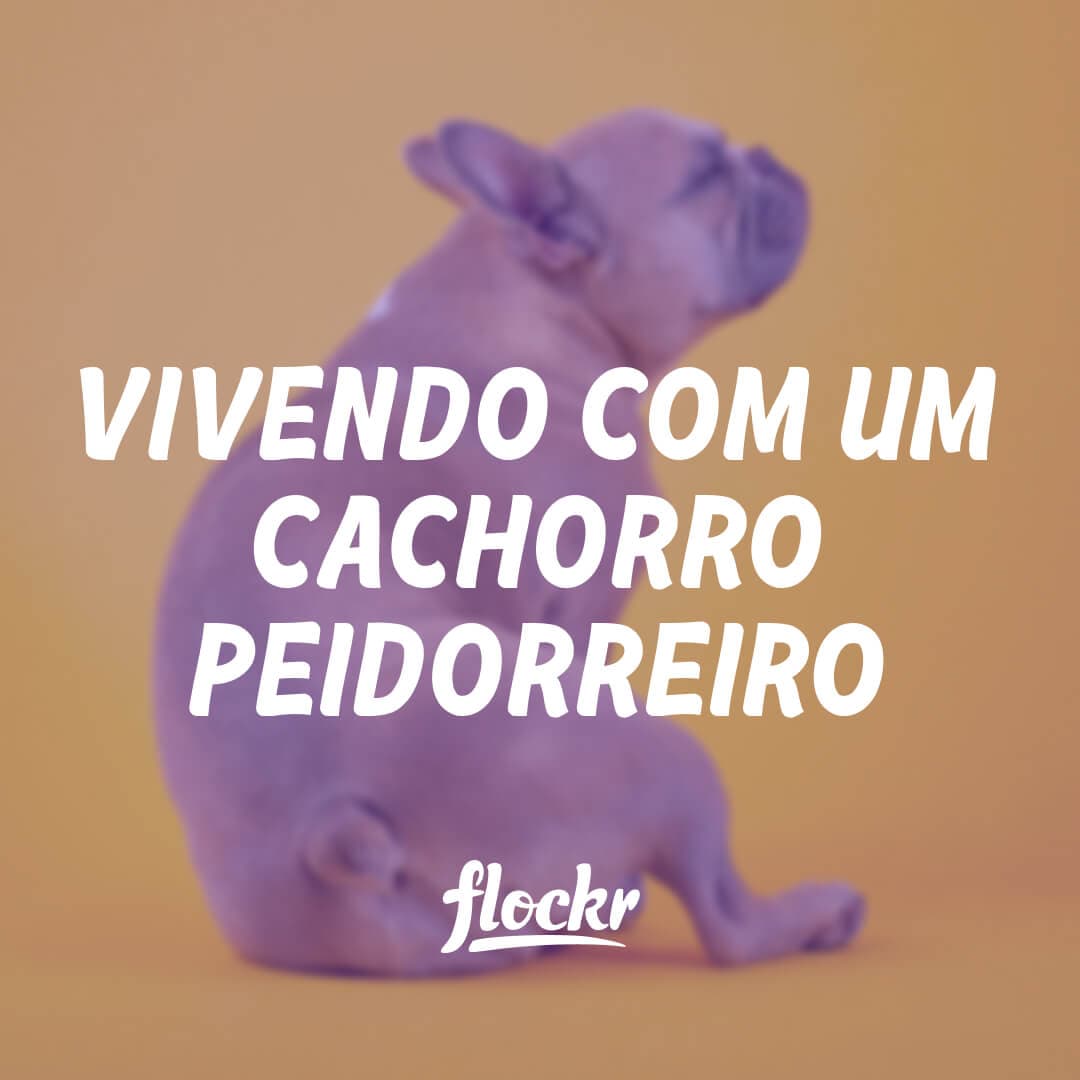 Vivendo com um cachorro peidorreiro