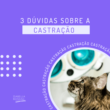 3 dúvidas frequentes sobre a castração