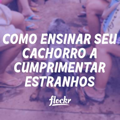 Como Ensinar Seu Cachorro a Cumprimentar Estranhos e Evitar Excesso de Excitação