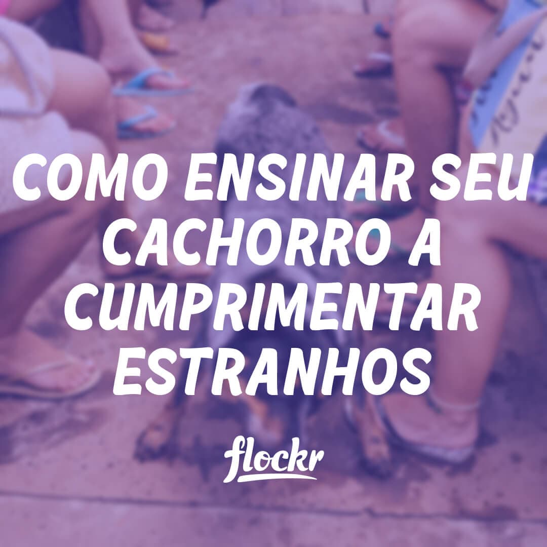 Como Ensinar Seu Cachorro a Cumprimentar Estranhos e Evitar Excesso de Excitação