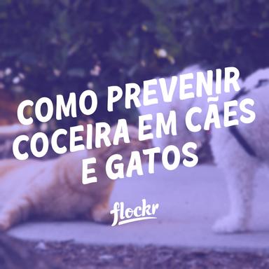 Como Prevenir Coceira em Cães e Gatos