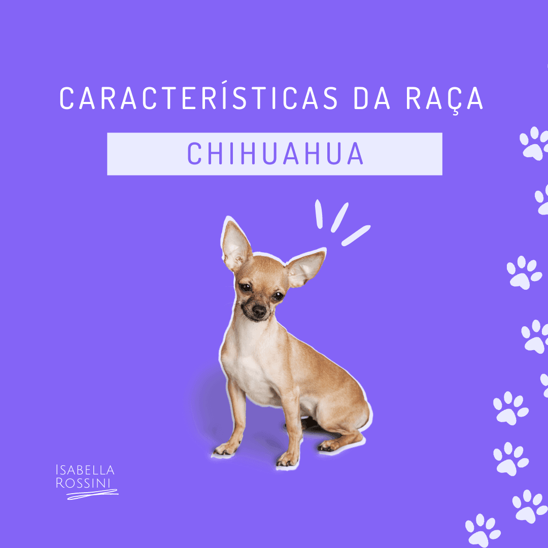 Características da raça chihuahua