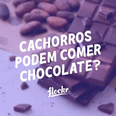 Cachorros podem comer chocolate?