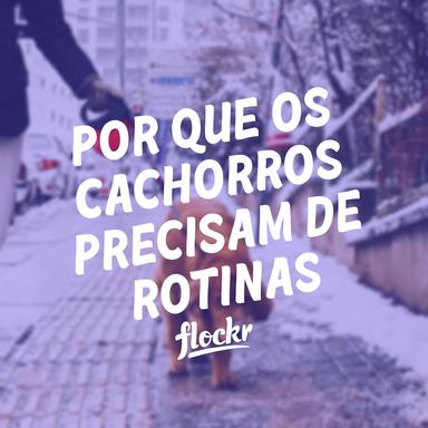 Por Que os Cachorros Precisam de Rotinas