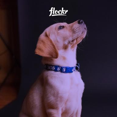 Como melhorar o comportamento do seu cachorro sem precisar treinar