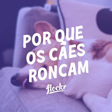 Por Que os Cães Roncam? Desvendando os Mistérios dos Roncos Caninos