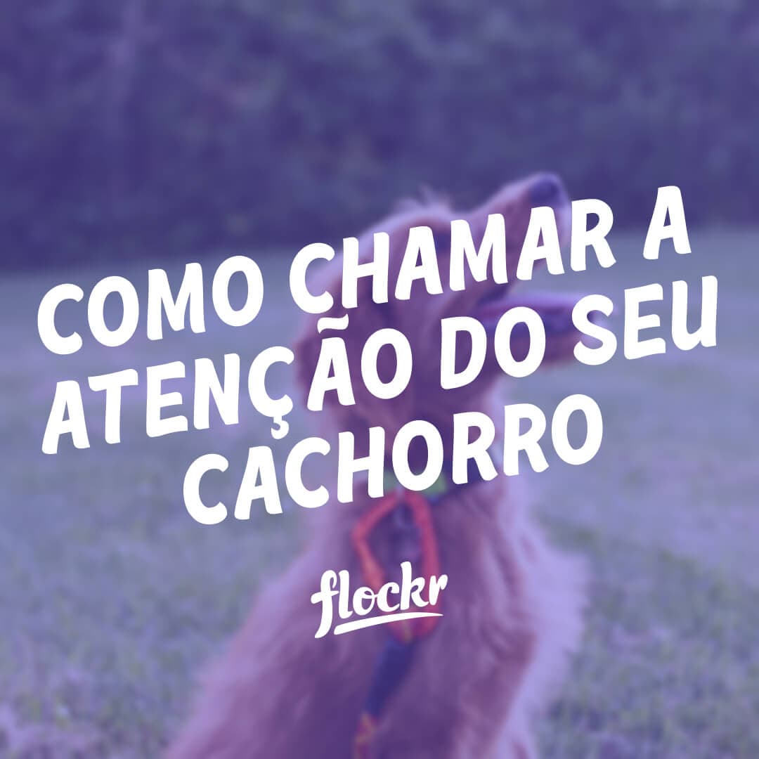 Como chamar a atenção do seu cachorro