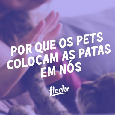 Por que os Pets Colocam as Patas em Nós: Compreendendo esse Comportamento Carinhoso
