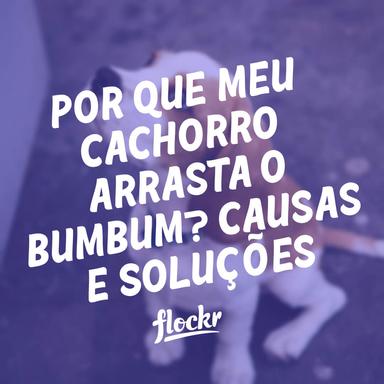 Por que Meu Cachorro Arrasta o Bumbum? Causas e Soluções