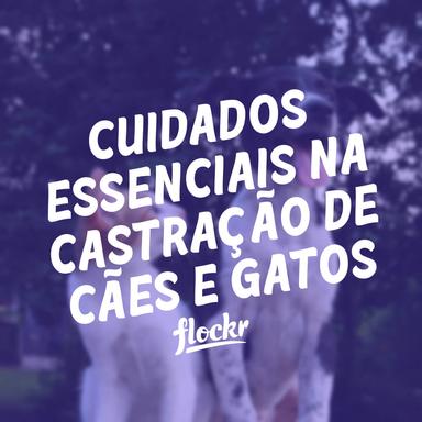 Cuidados essenciais na castração de cães e gatos
