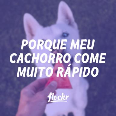 Porque meu cachorro come muito rápido: o que fazer?