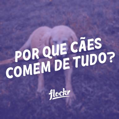 Por Que Cães Comem de Tudo?