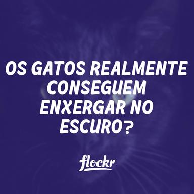 Os Gatos Realmente Conseguem Enxergar no Escuro?