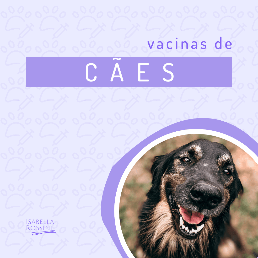 Quais são as principais vacinas de cães?