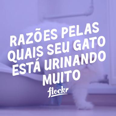 Razões pelas quais seu gato está urinando muito
