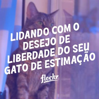 Lidando com o Desejo de Liberdade do seu Gato de Estimação: Estratégias para Manter seu Felino Indoor Satisfeito